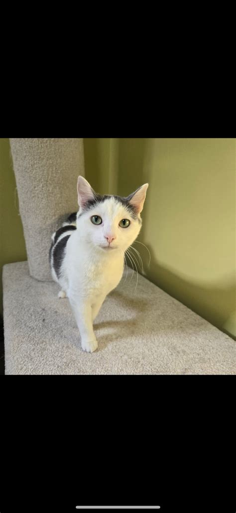 Leo | Happy Cat Sanctuary