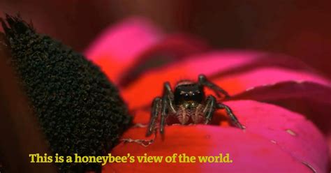 How Animals See Color 的图像结果