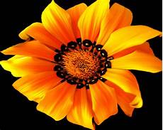 Black And Orange Flower Wallpaper by Orange Flower On A Black Background Wallpapers And Images Black And Orange Flower Wallpaper