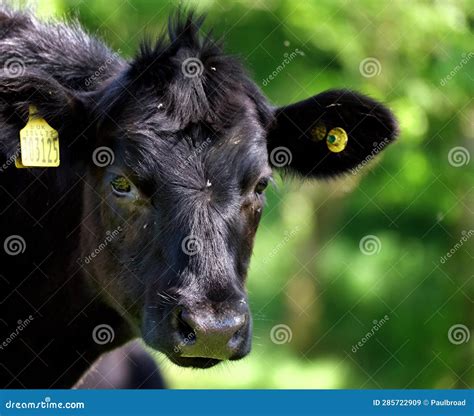 Cattle are Large, Domesticated, Bovid Ungulates. Stock Image - Image of ...