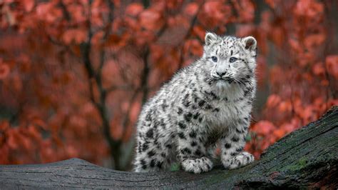 cute, red, autumn, cub, snow leopard, animal, leaf HD Wallpaper