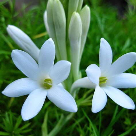Tuberose/Mexican Tuberose - Flowering Plants – Exotic Flora