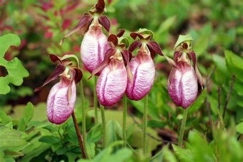 State Flowers of New England | Blog | Weston Nurseries