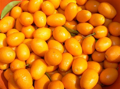 Польза и вкус кумквата, фото и использования фрукта