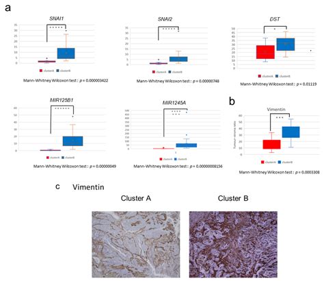 Molecular Classification and Tumor Microenvironment Characterization of ...
