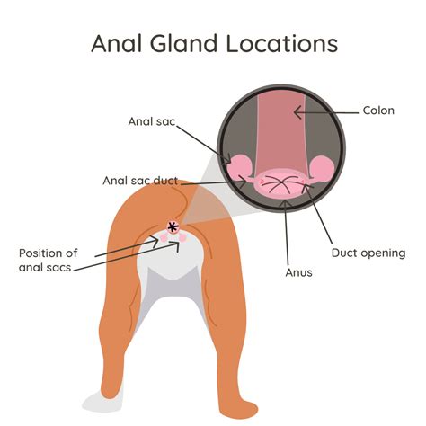 Anal Gland Issues – Petriage