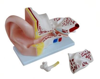 KHANNA TRADERS K60 Human Ear Dissection Model into 3 Parts: A Step-by ...
