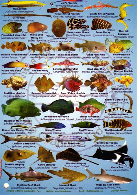 Types Of Fish In The Pacific Ocean at Jackson Steinfeld blog