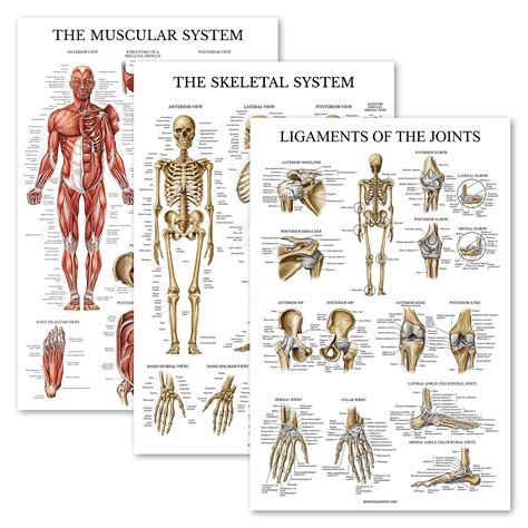 Buy Palace Learning 3 Pack - Muscle + Skeleton + Ligaments of the ...