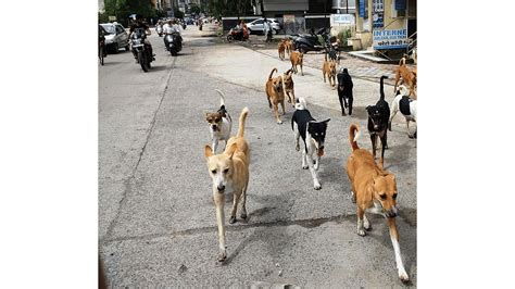 Indore: Dog Feeder Installed At 50 Dog Bite Hotspots