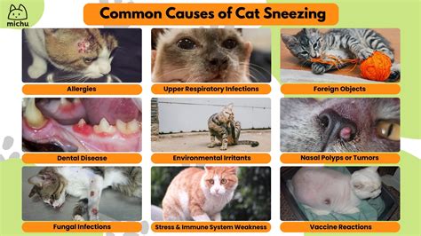 Why Does My Cat Keep Sneezing? Causes & Solutions – MichuPet