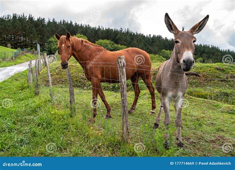 A Beautiful Horse and a Cute Donkey Together in a Pasture of a Farm ...