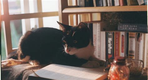 Bodega Cats And The Quiet Rebellion Of Urban Spirit - BW People
