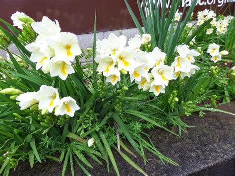 my walk with food and beautiful plants and flowers: Friday flowers: Freesia - what is the smell of freesia