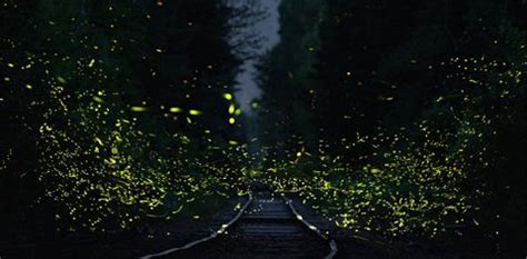 Maharashtra's Fireflies Festival Is What You Need To Visit This June