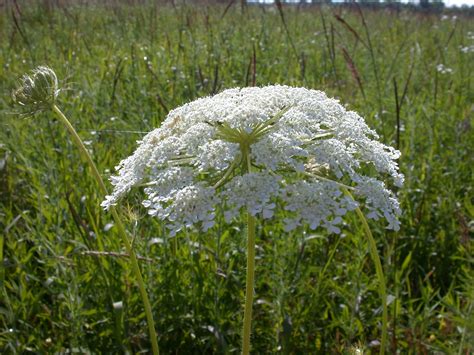 Queen Annes Lace Plant