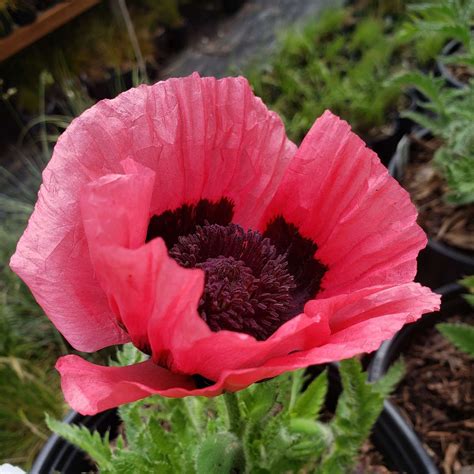 Perennial Poppies - Calendula Farm & Nursery