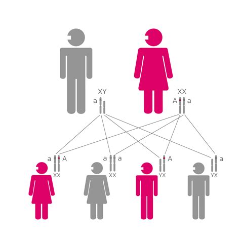 X-linked dominant inheritance - Health in Code
