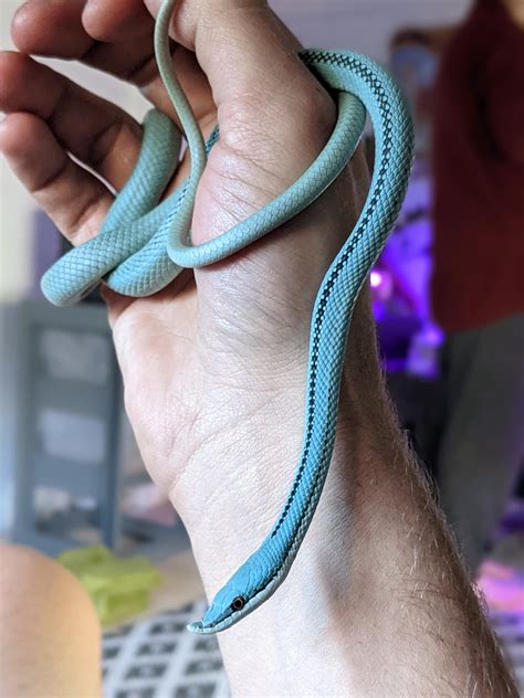 Meet Neptune, our Blue Barons Racer! Also featuring his handmade ...