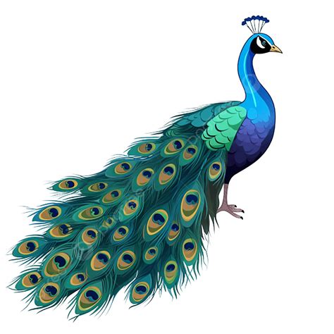 Flat Color Peacock Clipart Transparent Background, Peacock Clipart ...