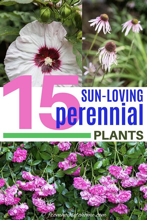 Perennial Garden Plants Full Sun Perennials | Fasci Garden