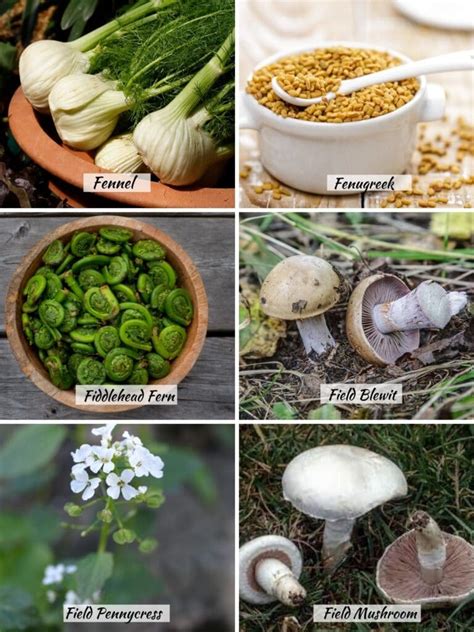46 Vegetables that Start with F - Keeping the Peas