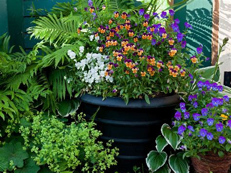 Compact Shade Container Plants