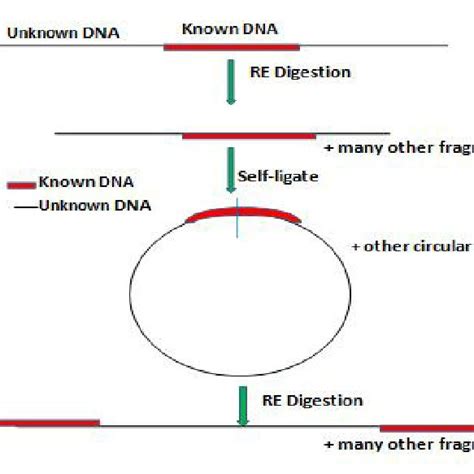 Image result for Two-Step RT-PCR Run