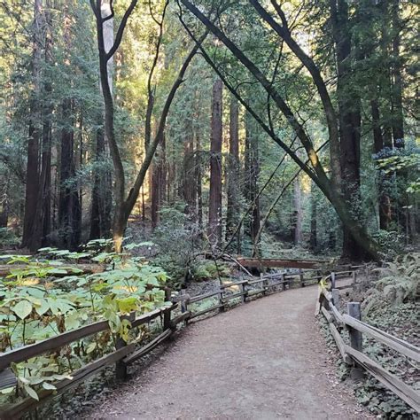 Muir woods attractions 60 photos - Morilly.com
