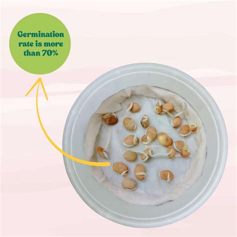 Buy Best Quality Sem Phali or lima bean (Barahmasi) Seeds Online ...