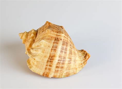 Image result for Linux Shell White Background