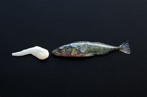 Stickleback fish evolve to tolerate tapeworms, UConn scientists find