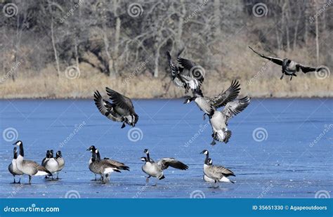 Flock of landing geese stock photo. Image of wildlife - 35651330