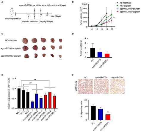 A Regulatory Loop Involving miR-200c and NF-κB Modulates Mortalin ...