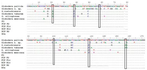 Development and Validation of a Loop-Mediated Isothermal Amplification ...
