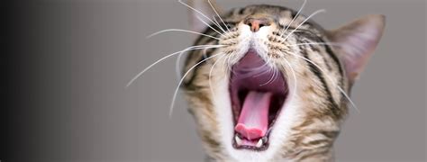 Home Page | Sequoia & Woodburn Veterinary Clinics