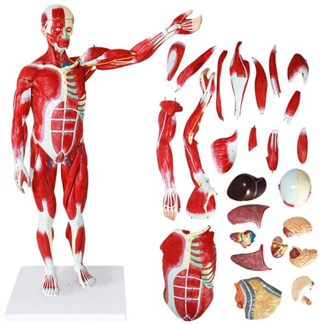 Fgdsa Body Model Human Muscle Anatomical Model 78cm 30 7inch ...
