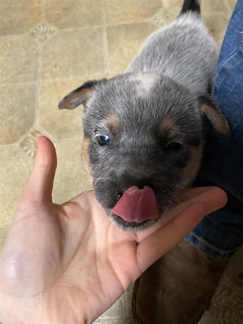 My Grandpa, Shemya Island, Alaska - 1945. : r/OldSchoolCool