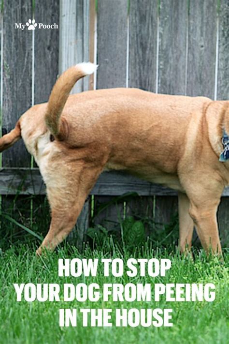 Stop Dogs Urinating Inside 的图像结果