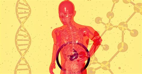 How diabetes and obesity could lead to liver damage
