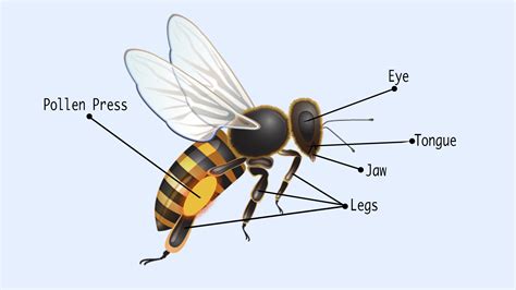 Parts and Pollen