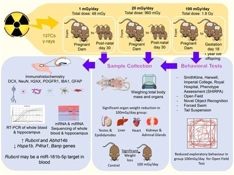 Effects of Continuous Prenatal Low Dose Rate Irradiation on ...