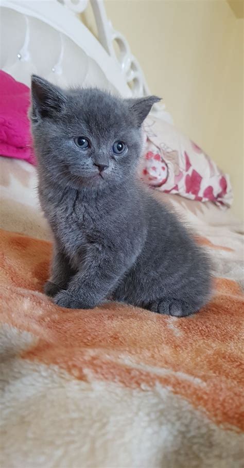 british shorthair yavru fiyat