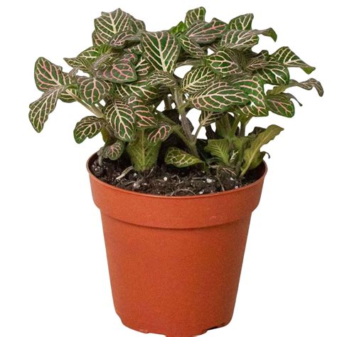 Fitonia Pink Live Plant for Indoor | Different Houseplants in 4'' & 6 ...