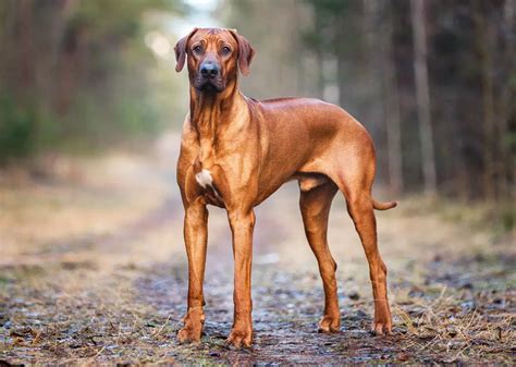 Rhodesian Ridgeback Puppies For Sale - PetsForHomes Australia