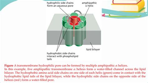 Movement of Molecules across Cell Membranes.pptx