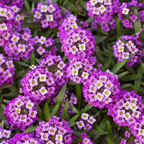 Alyssum Royal Carpet Blue Seeds – Fragrant Blue Carpet Blooms for Beds ...
