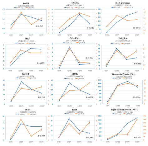 Transcriptome Analysis of Apple Leaves in Response to Powdery Mildew ...