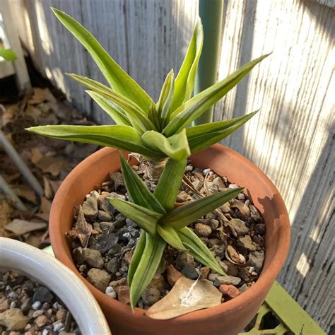 Desert Plants Archives