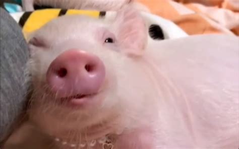【特写】把猪当宠物：买猪一时爽，长肥屠宰场|界面新闻